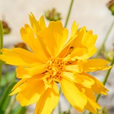 Sunray Coreopsis